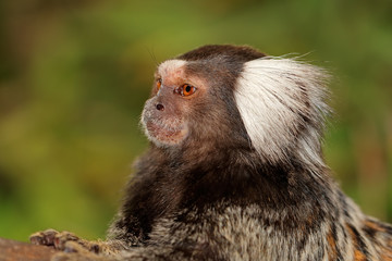 Portrait of a marmoset monkey (Callithrix jacchus) against a green background