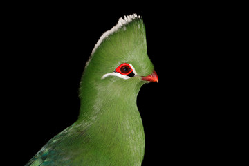 Portrait of a colorful Knysna turaco (Tauraco corythaix) on black, South Africa
