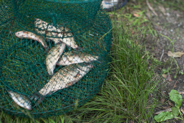 Caughted crucian carp