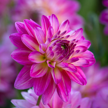 Closeup of a purple pink colored dahlia flower
