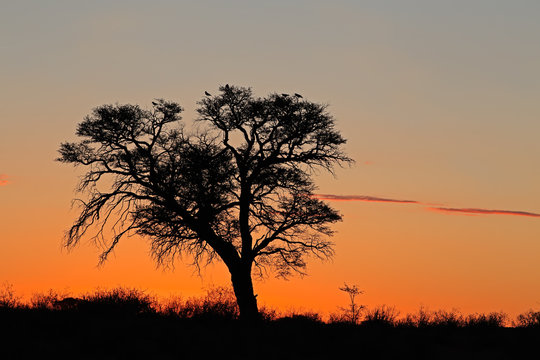 Sunset with silhouetted African Acacia tree, Kalahari desert, South Africa