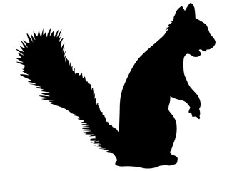 Fluffy squirrel on white background