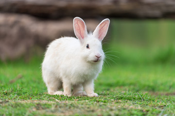 white rabbit in green grass garden