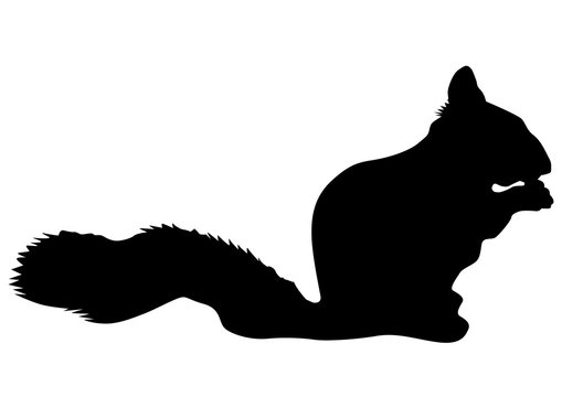 Fluffy squirrel on white background