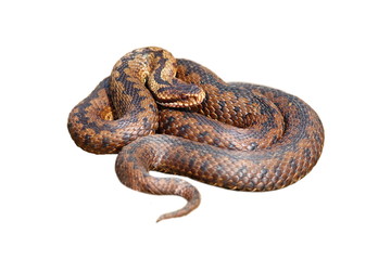 isolated female european viper