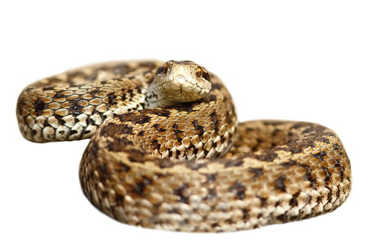 isolated meadow viper ready to strike