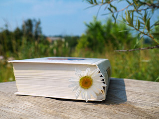 Daisy flower in a closed white book on a wooden table outdoors under sunlight