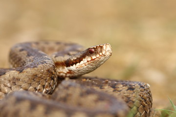 portrait of common crossed viper