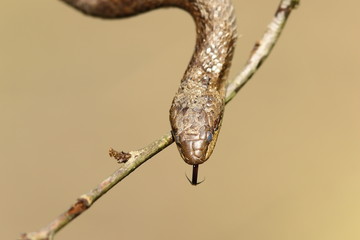 portrait of smooth snake