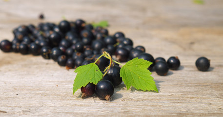 small bunch of black currant in front of pile of berries, closeup, shallow depth of field