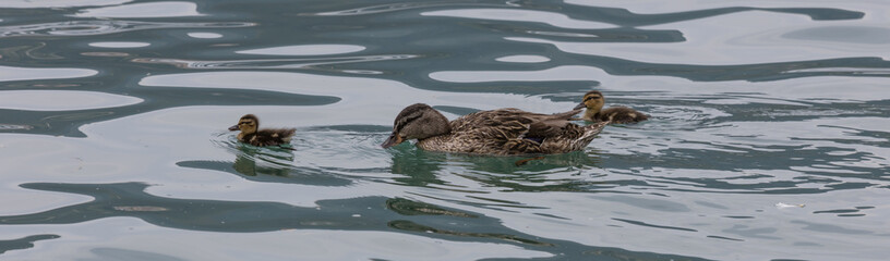 duck with duckling on lake