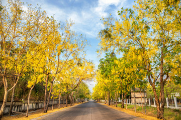 yellow tree on the road