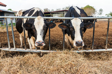 Cows grazing hay in farm