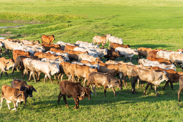 Cows grazing and walking on a green lush meadow