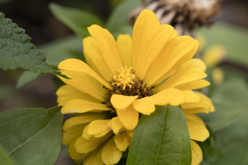 yellow zinnia in the garden