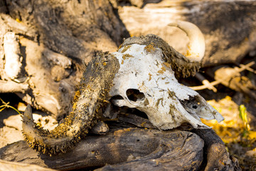 Naklejka premium Buffalo Skull
