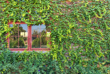 window covered with green ivy