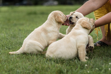 women's hands caress three fawn puppies Labrador