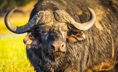 Cape Buffalo