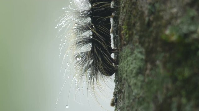 a hairy butterfly worm with dew droplets is eating moss and lichen on the tree bark