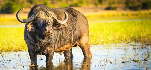 Deurstickers Buffel Kaapse Buffel