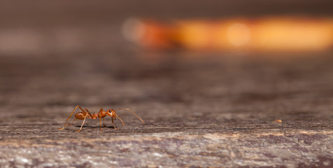 Red ant worker close up