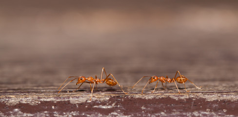 Red ant worker close up