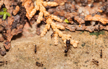  Big headed ant team work
