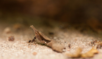  Big headed ant team work