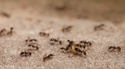  Big headed ant team work