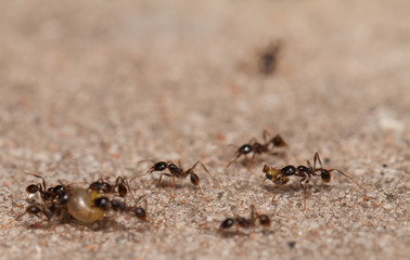  Big headed ant team work