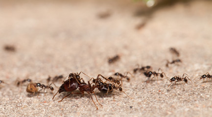  Big headed ant team work