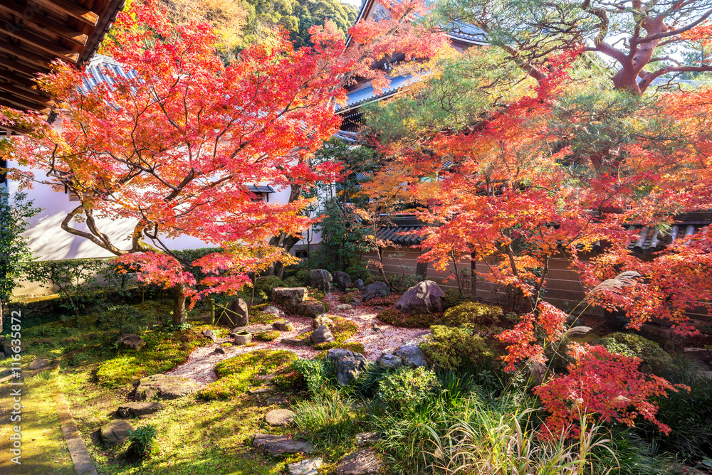 Wall mural japanese garden with yellow and red maple leaf in autumn season