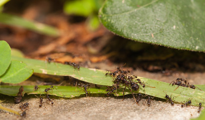  Big headed ant team work