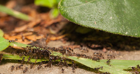  Big headed ant team work