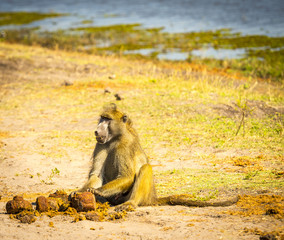 Chacma Baboon