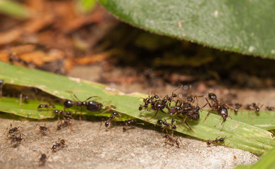  Big headed ant team work