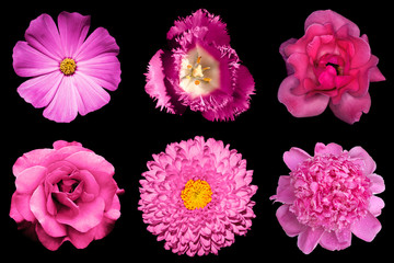 Mix collage of pink flowers 6 in 1 isolated on black