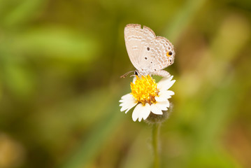 Plain cupid butterfly collecting nectar from flower and insect pollinator in the nature