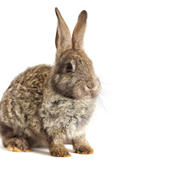 rabbit on a white background