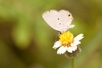 Plain cupid butterfly collecting nectar from flower and insect pollinator in the nature