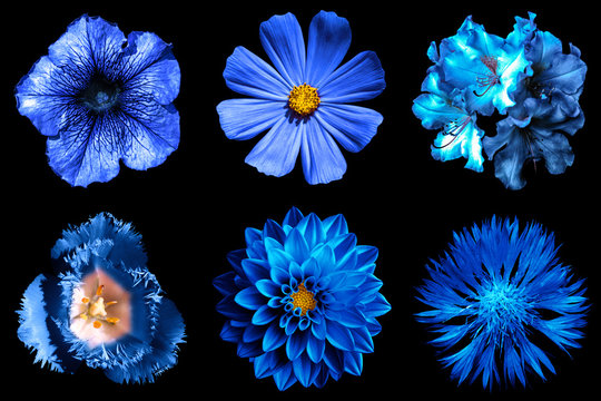 Fototapeta Mix collage of blue flowers 6 in 1 isolated on black