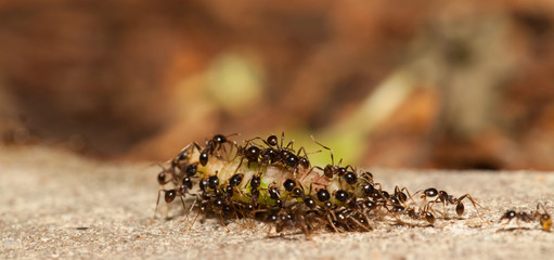  Big headed ant team work to move big worm
