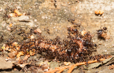  Big headed ant team work to move big worm