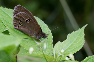 Waldbrettspiel von der Seite auf einer Pflanze in der Wulmstorfer Heide
Speckled wood butterfly from the side on a plant in the Wulmstorfer heathland
