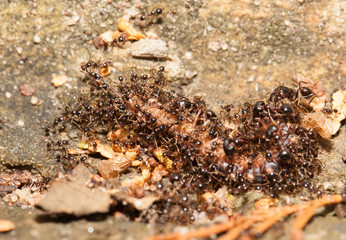  Big headed ant team work to move big worm