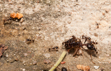  Big headed ant team work