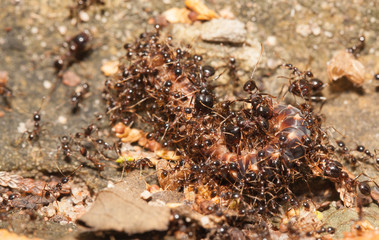  Big headed ant team work to move big worm
