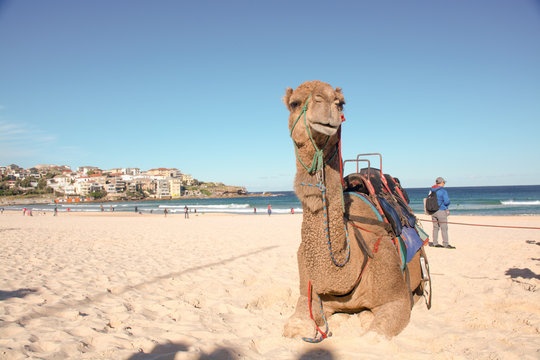 Camel resting on Bondi Beach in Sydney, Australia