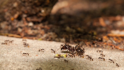  Big headed ant team work to move big worm